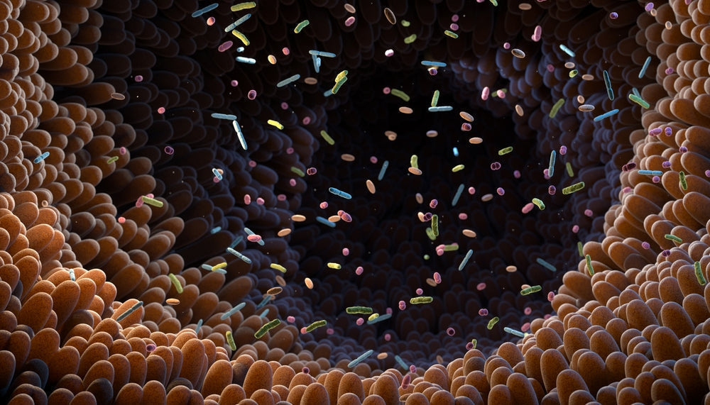 Illustration of the gut microbiome and beneficial bacteria related to postbiotics and gut health.