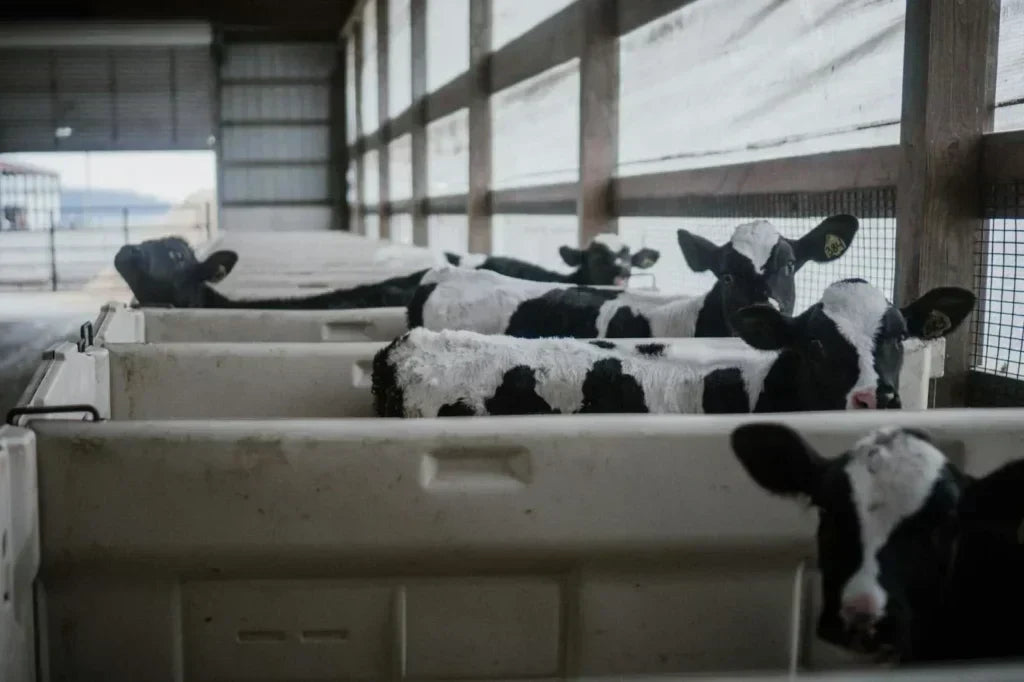 Factory Farming, Processed Foods, and Stress Are Wrecking Your Gut. Here’s What to Do.