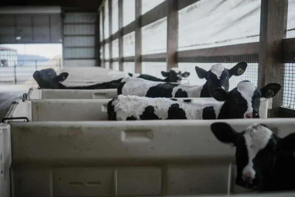 Factory Farming, Processed Foods, and Stress Are Wrecking Your Gut. Here’s What to Do.