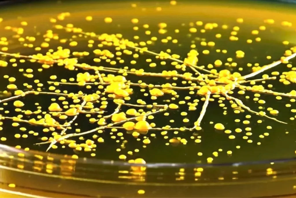 Gut Microbiome Part 2: What is the Gut Microbiome?